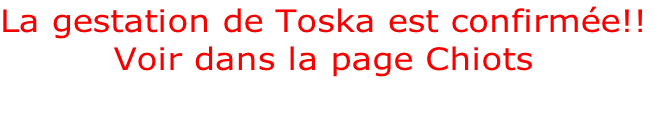 La gestation de Toska est confirmée!!
Voir dans la page Chiots

